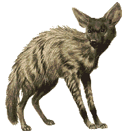 Aardwolf Mascot